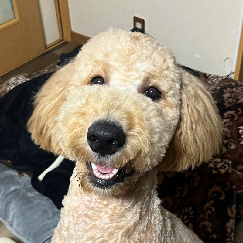 ちゃちゃまる