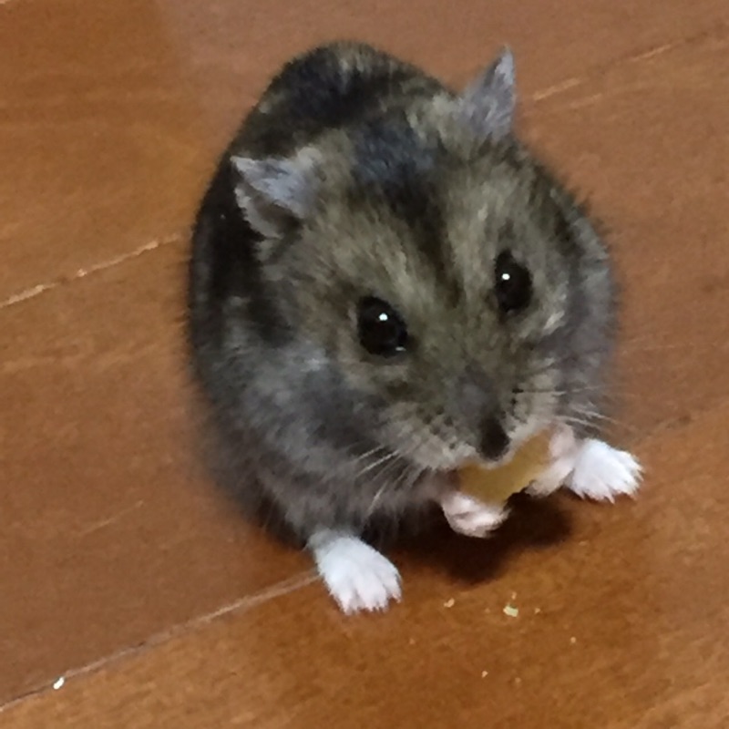 藤澤美樹