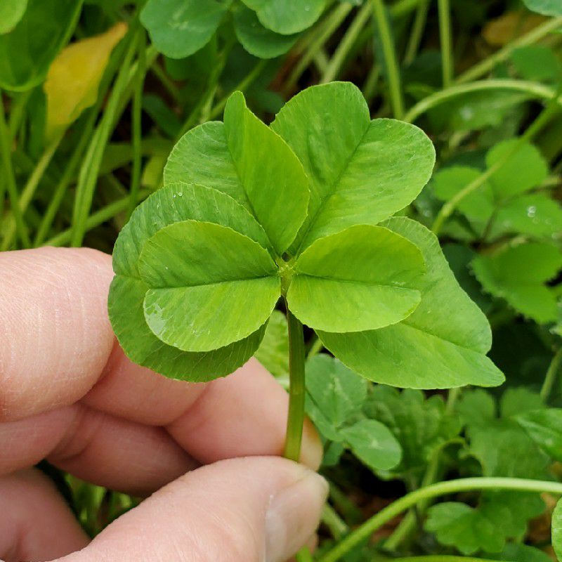 八面の佐藤正規です