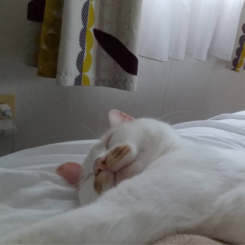 さやか