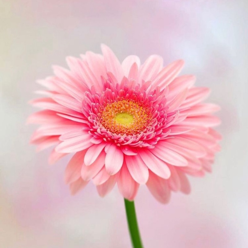 miho.mabuchi