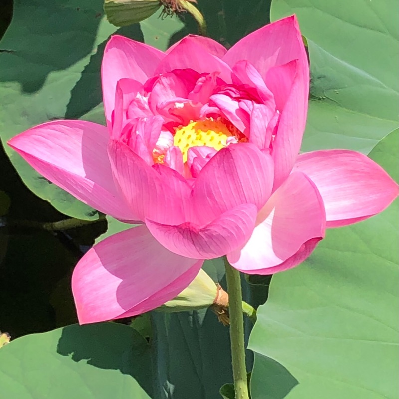 せつこ