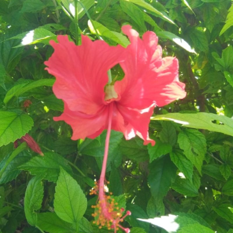 又村真理子