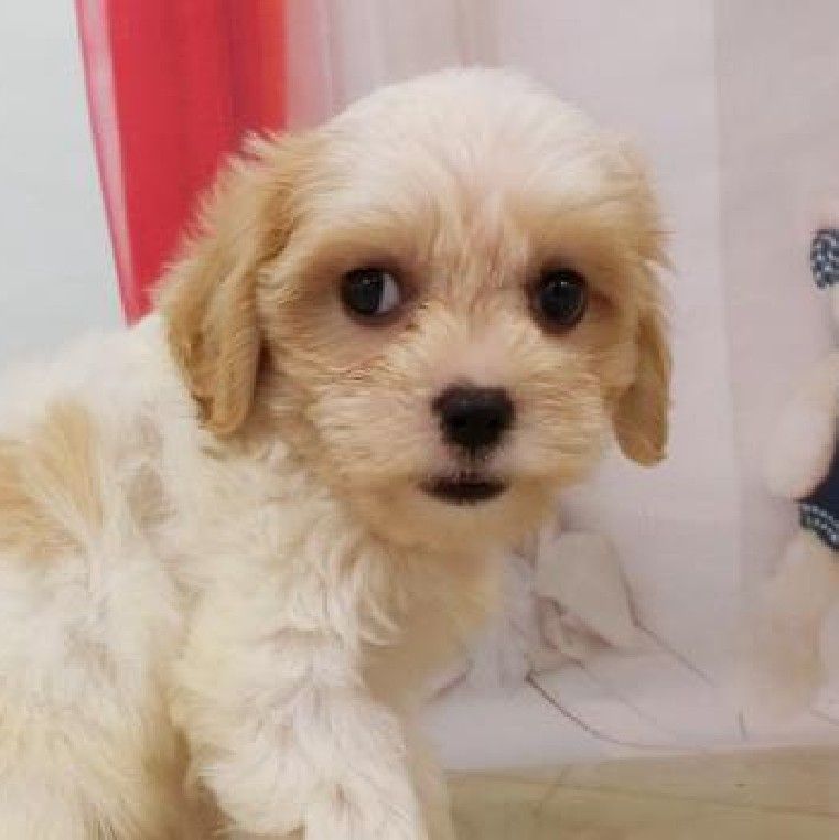 くまちゃんママ