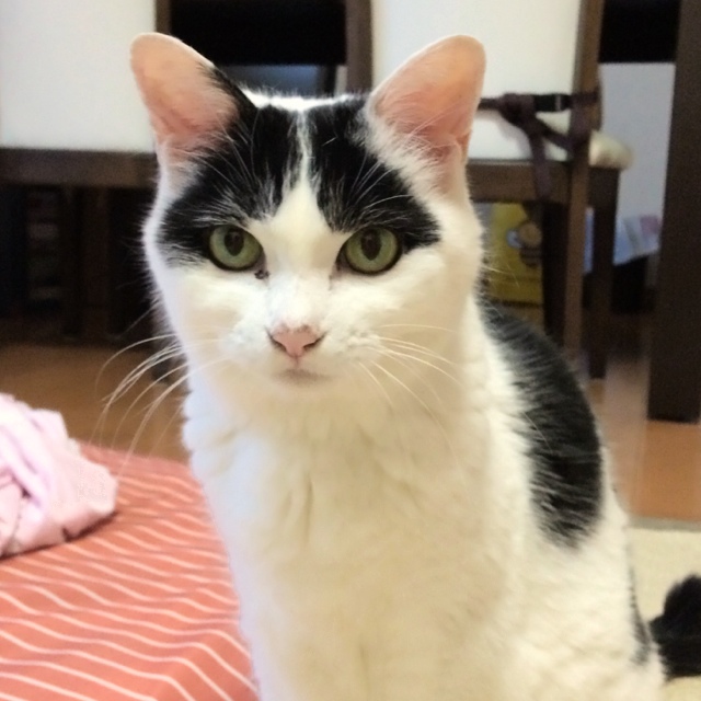 山田　深雪