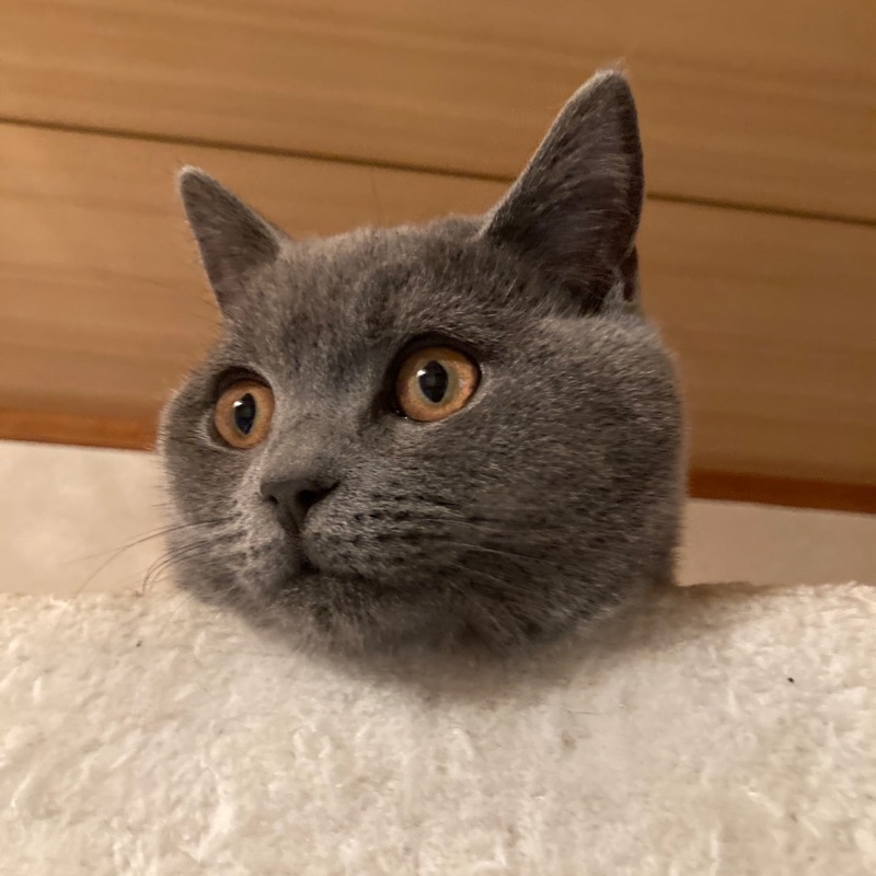 さとう