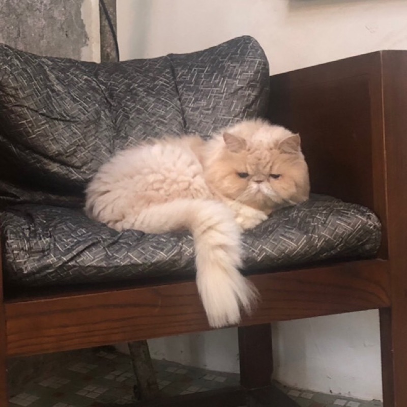 miyazaki