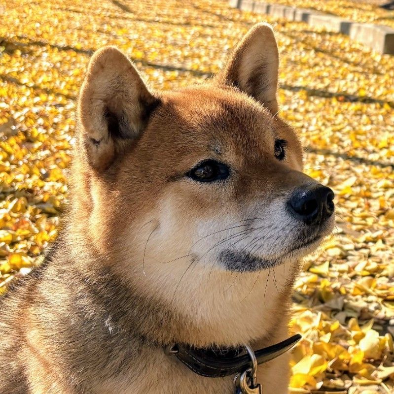 ずんこりん
