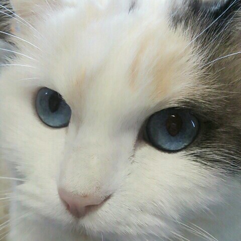 かな