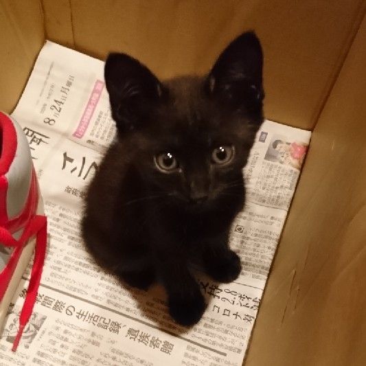 山下佐織