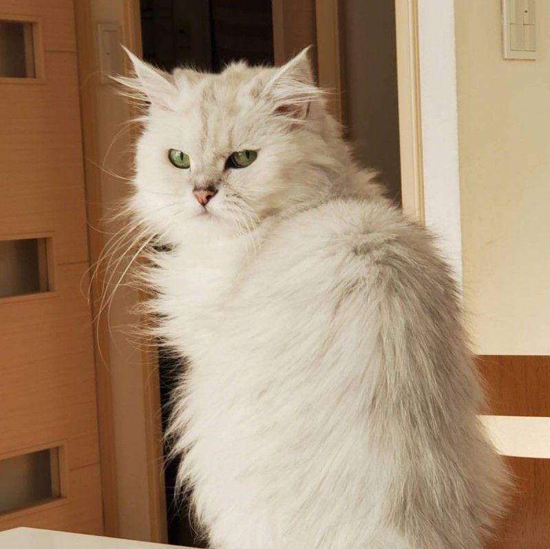 小玉