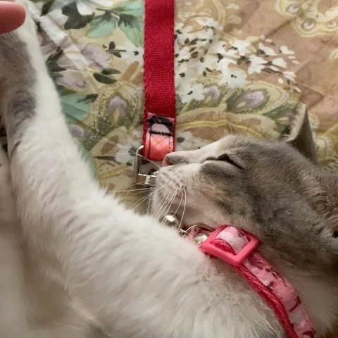 河村 洋美