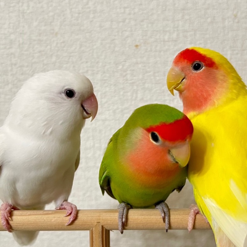 みるく