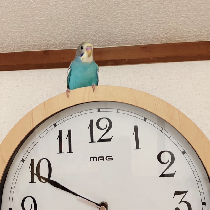 まよ