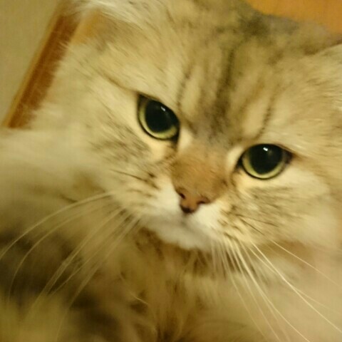 豊田まりこ
