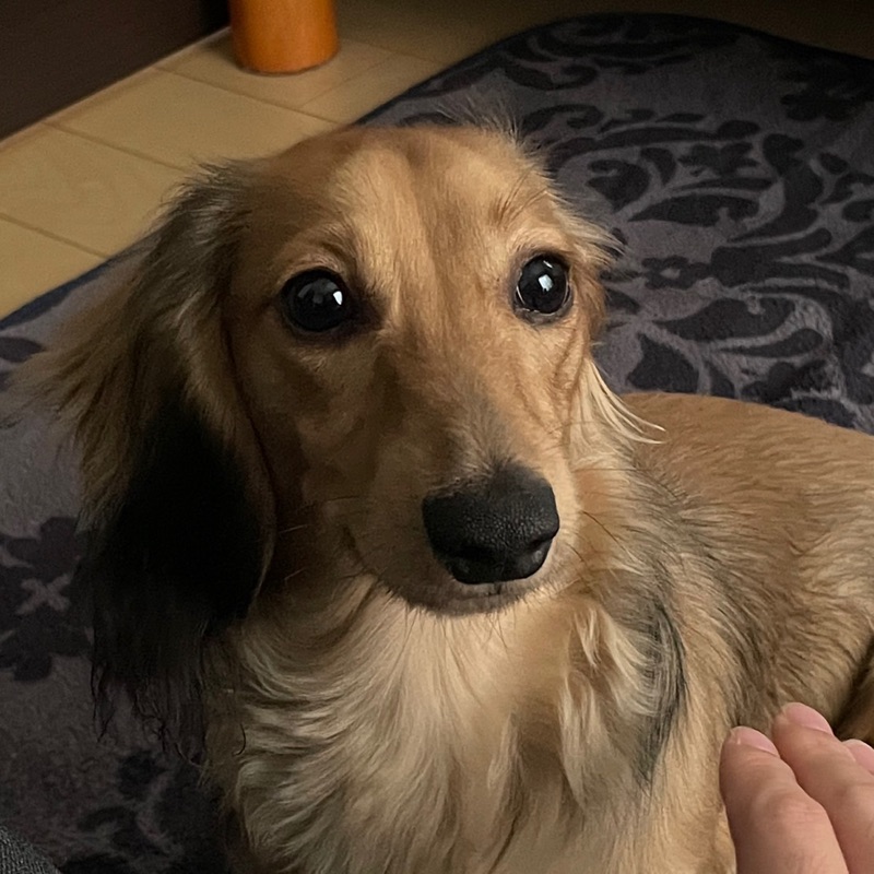 日高大心