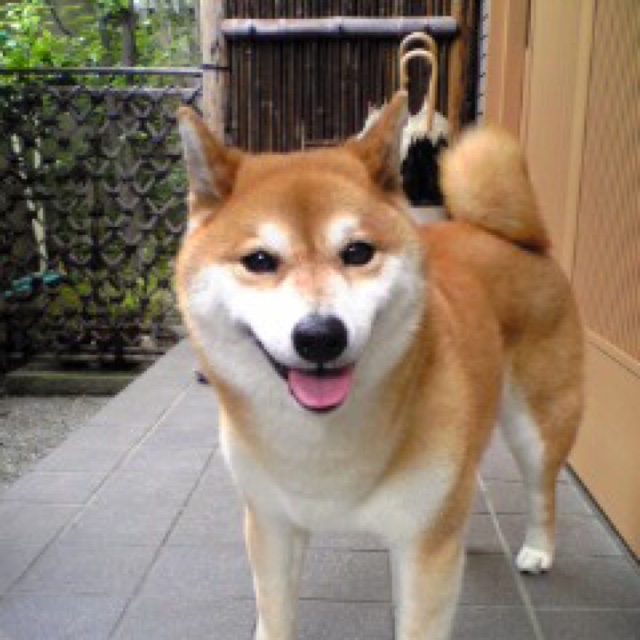 山本真由子