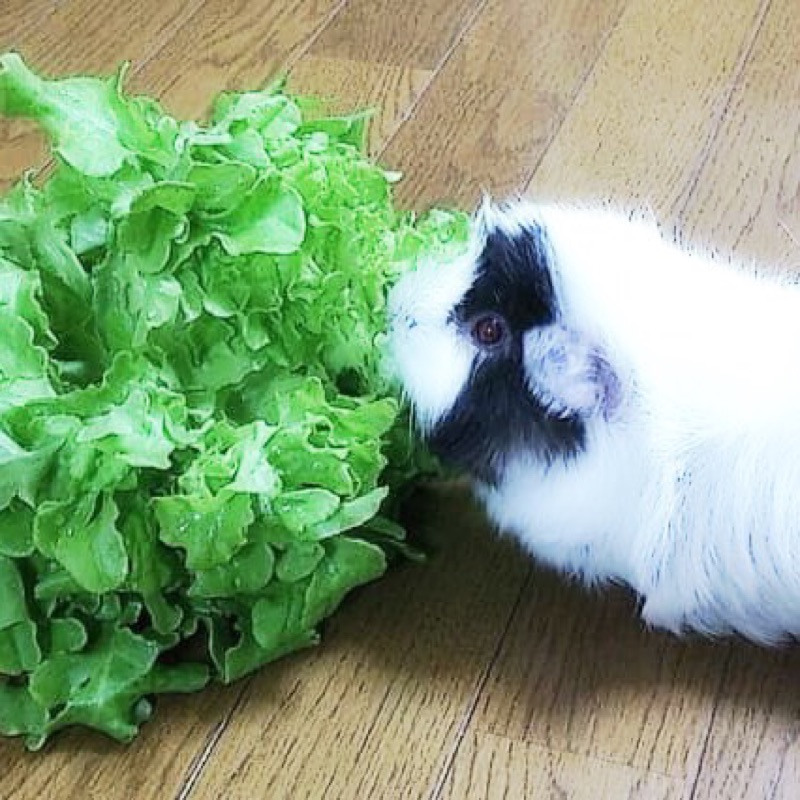 芝崎戴斗