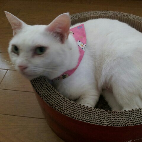 村上京子