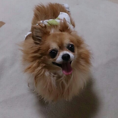 yumiどあら