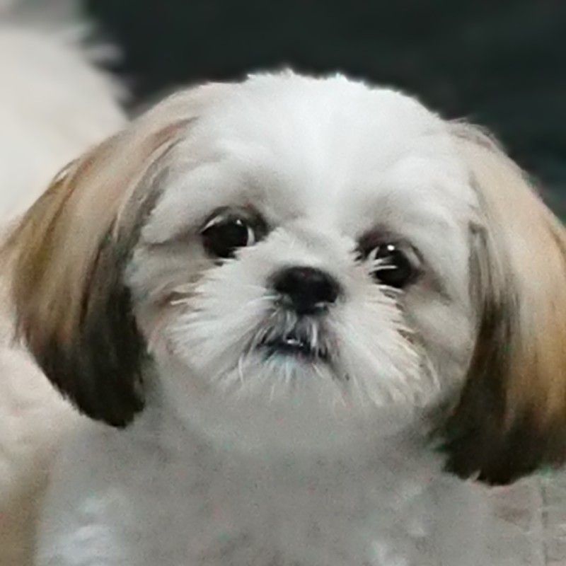 宮本智恵
