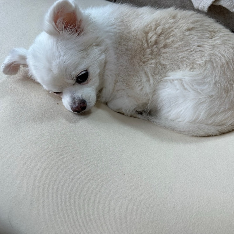 ケ