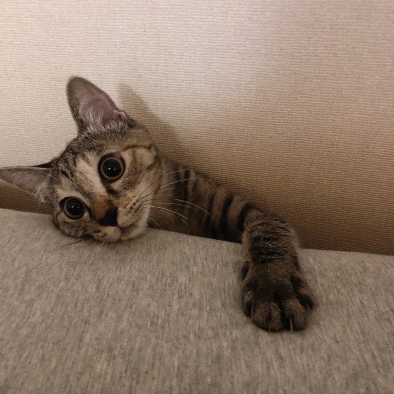 高橋真奈美