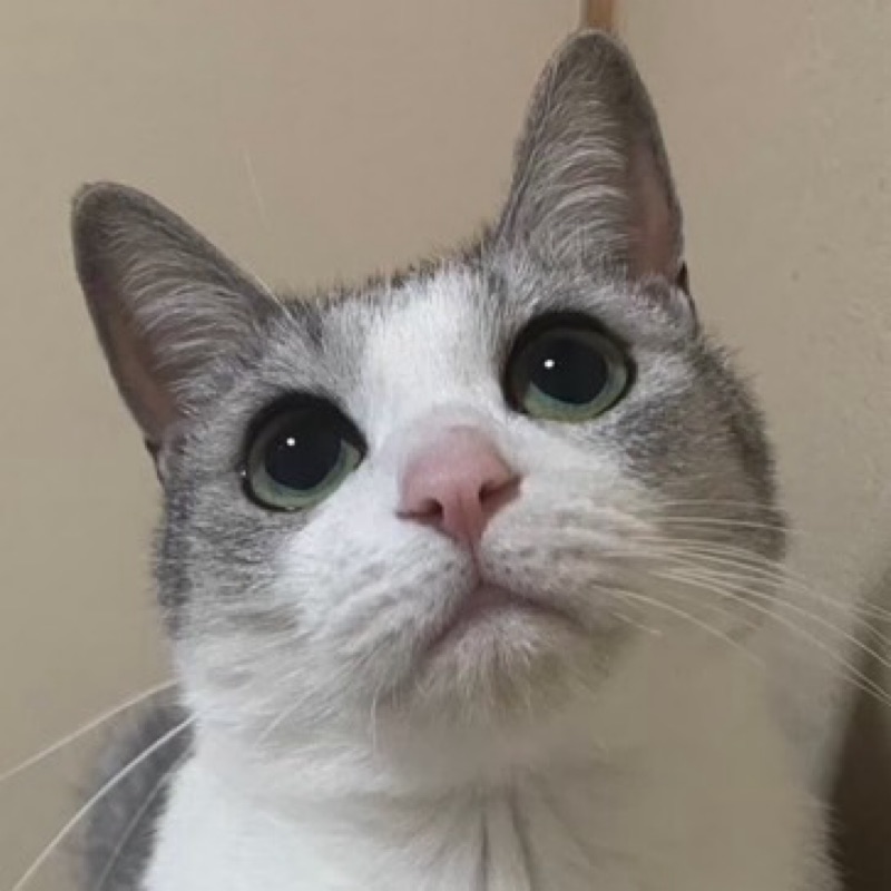 あみ