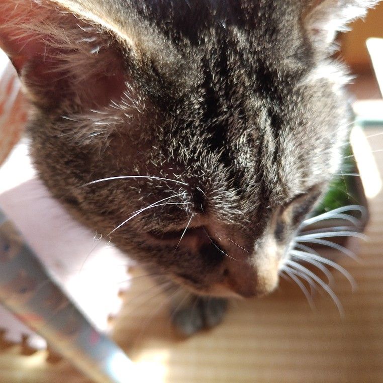 あやか