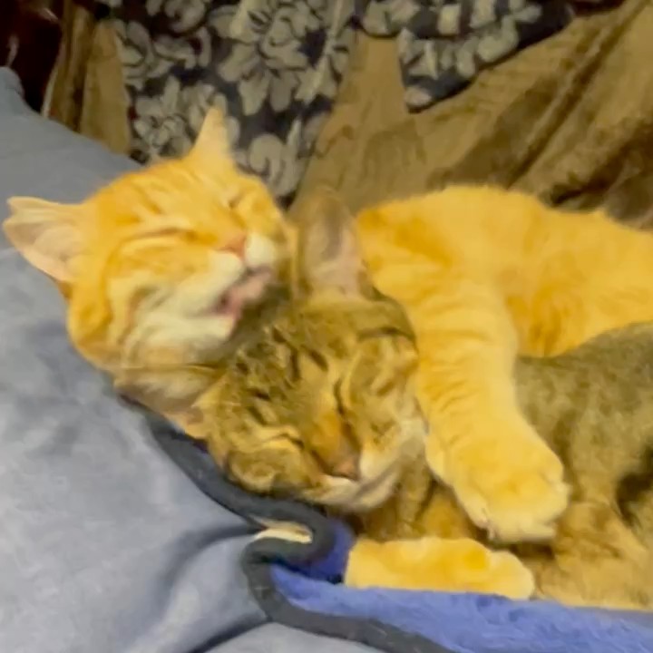 片岡つ猫