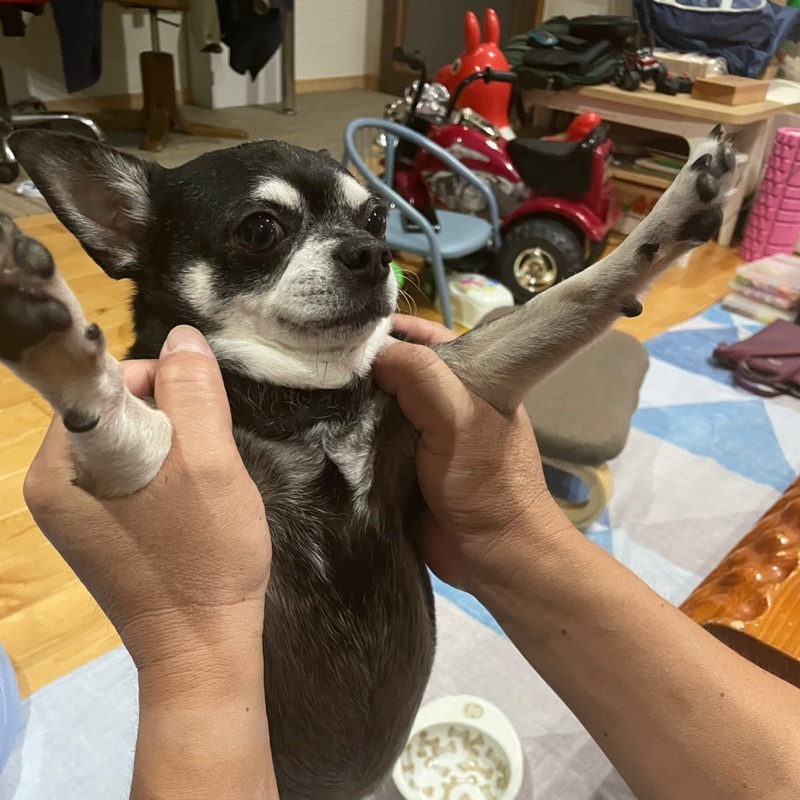狩野太一