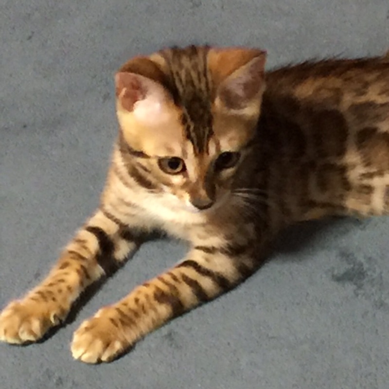 智子