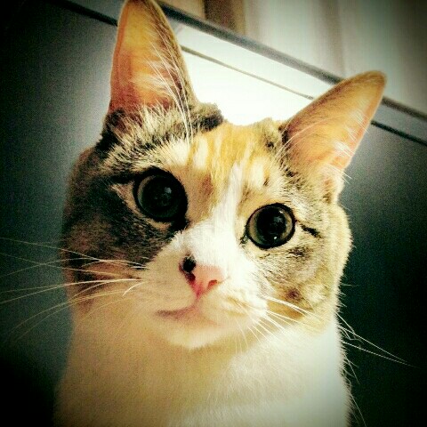 スーを差し上げ子
