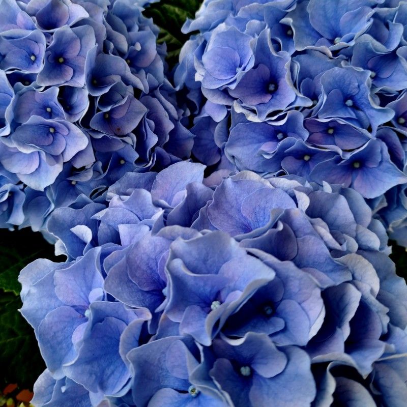 ゴリラの奥さん