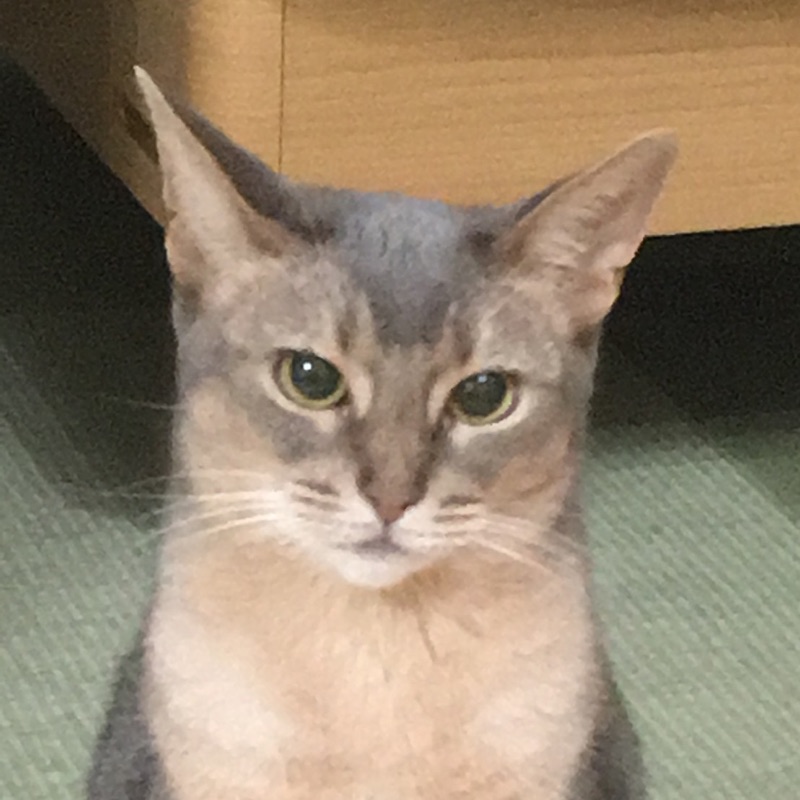 由里子