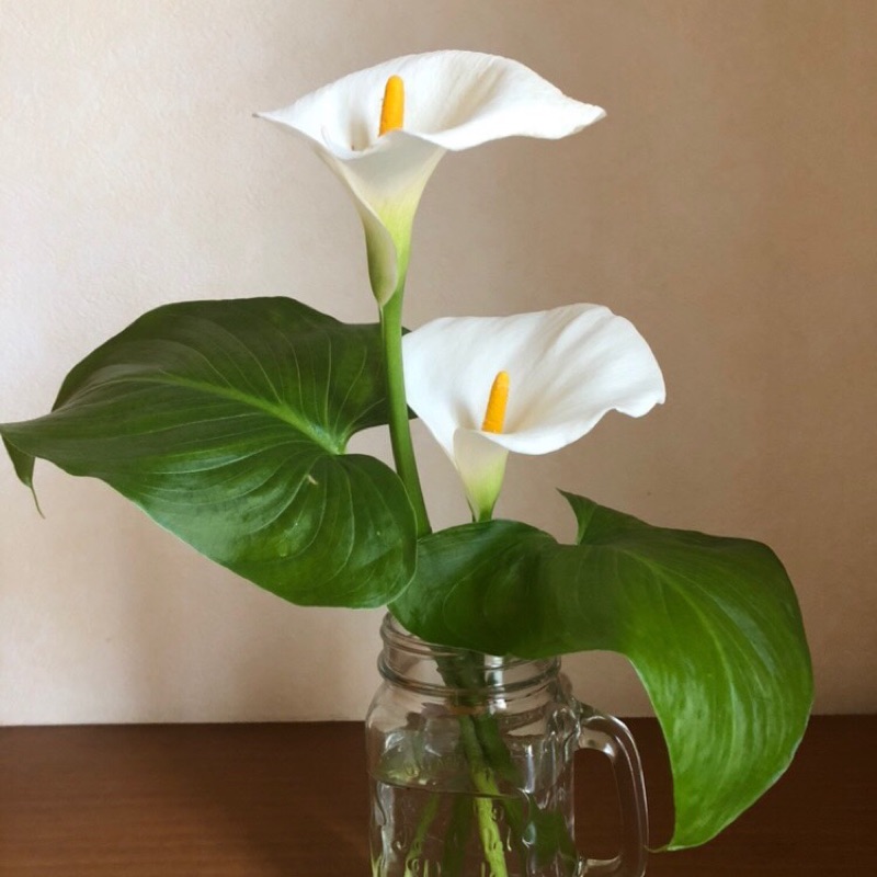 相澤　智恵子