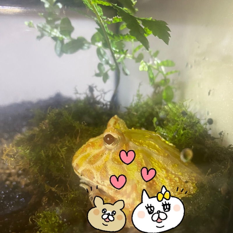 森木真理