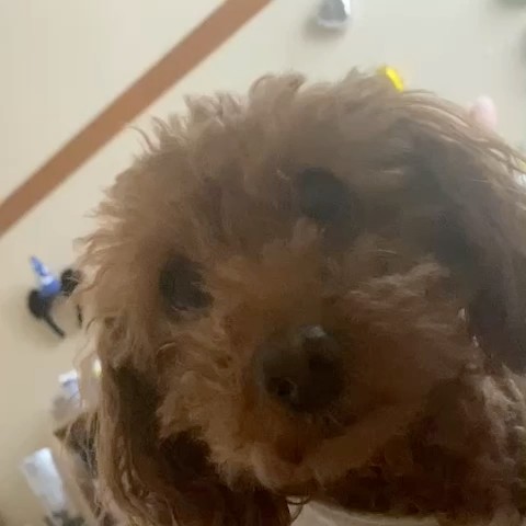 里美