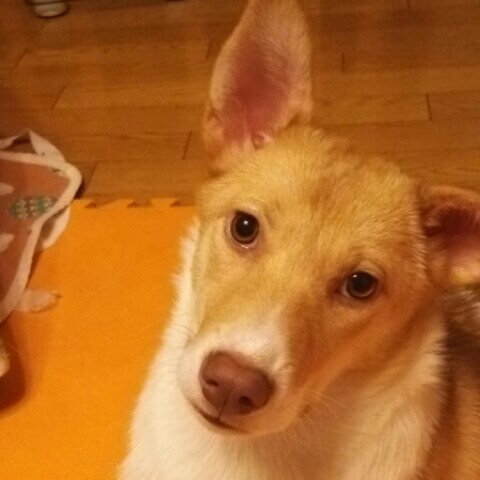 畠中なおこ
