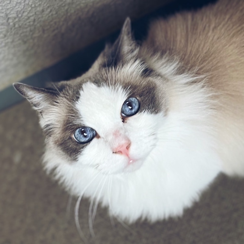 haru