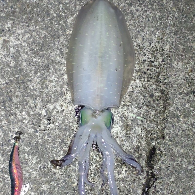 シンゴ