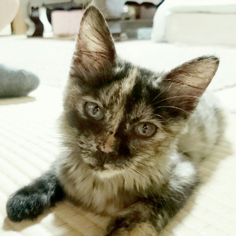大津ますみ