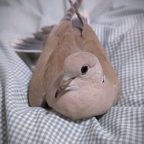 ヨシミ