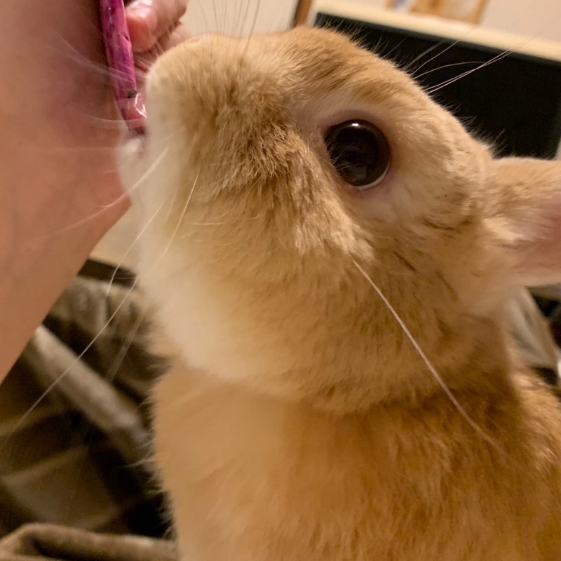 えりか
