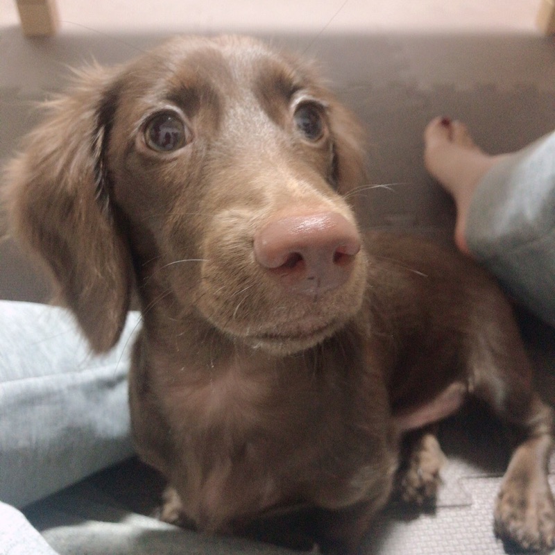aiko