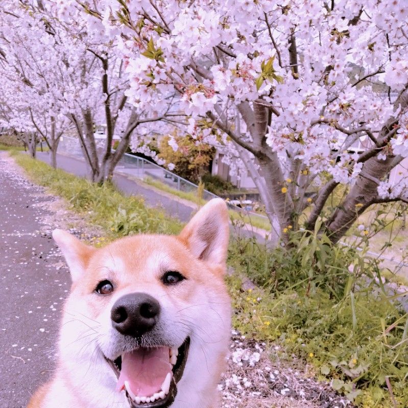 yu