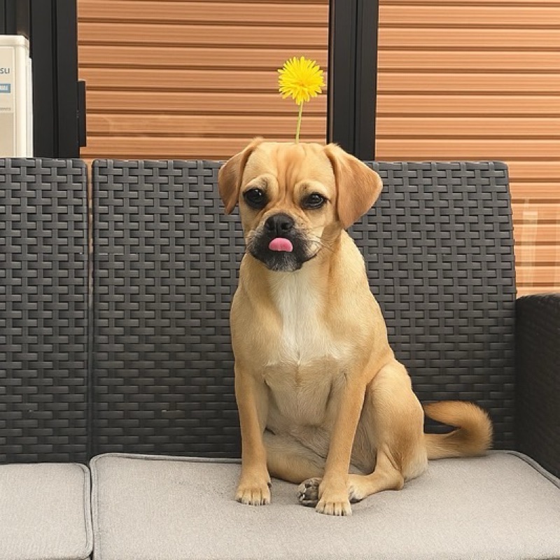 はな🐶