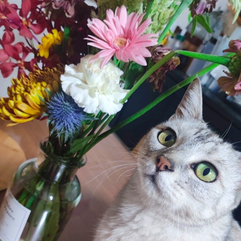 さくさくぱんだ