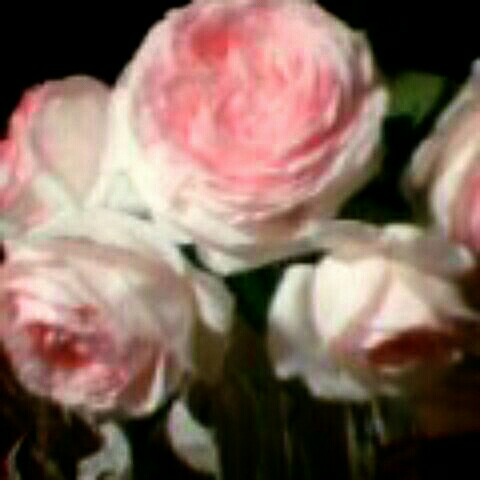 anne