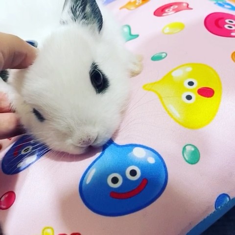 リサ
